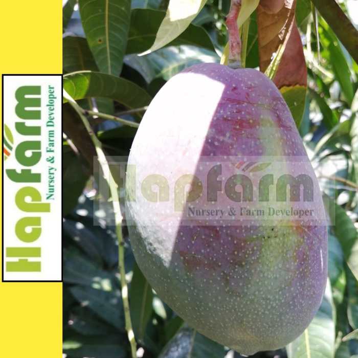 ENTRES MANGGA YUWEN 6