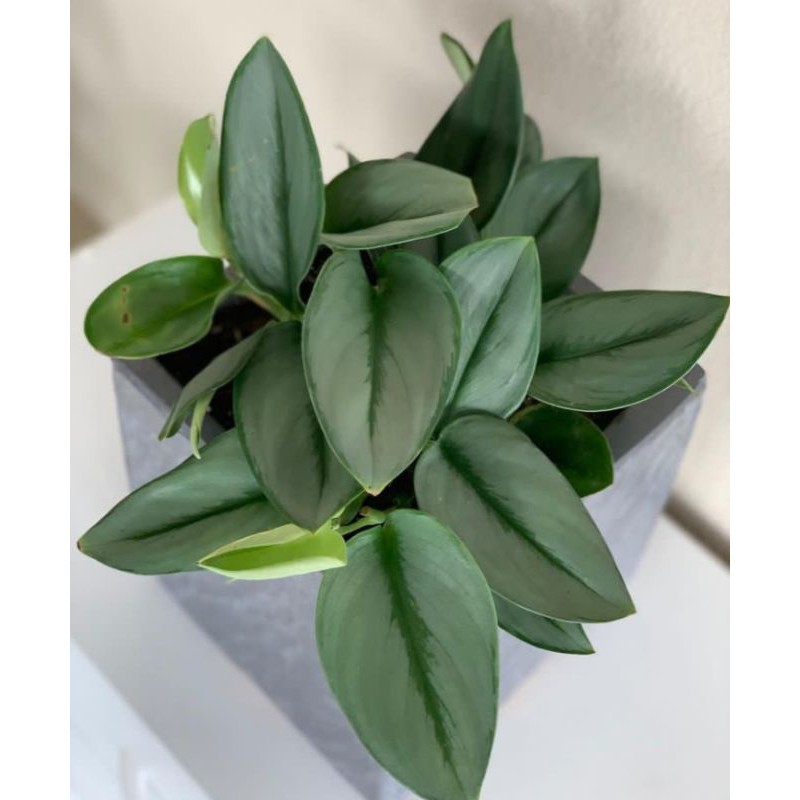 scindapsus treubii #tanaman #scindapsus #aroid