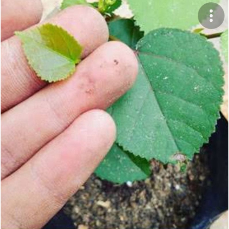 bahan stek waru Taiwan batang besar #bahan bonsai