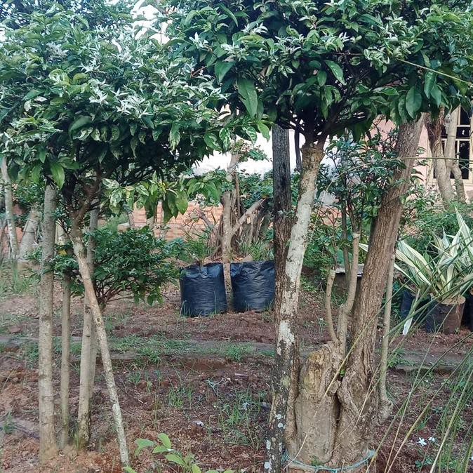 jual tanaman bonsai putri salju / bonsai putri salju