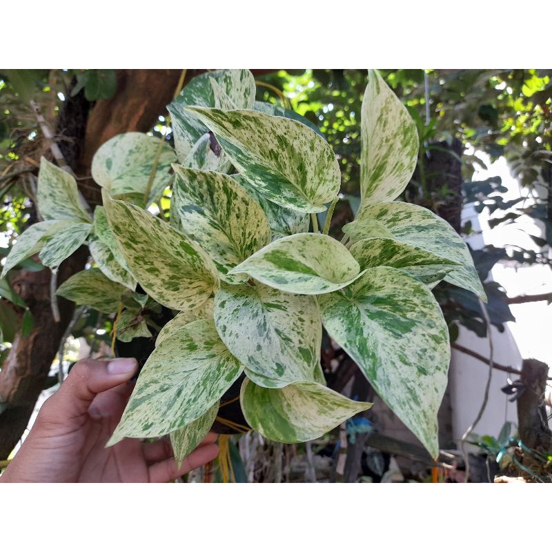 sirih varigata marbel