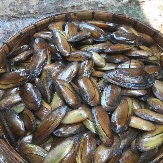 Jual Kijing organik, kerang sungai Adalah kerang yang hidup di sungai