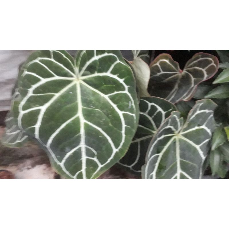 kuping gajah cristal purba jenis langka