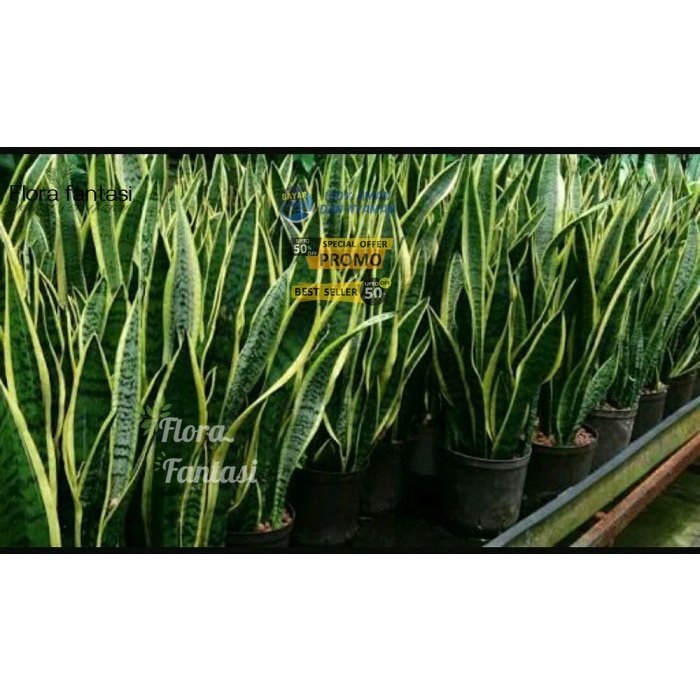 Jual Tanaman Hias Lidah Mertua atau Sansivera - sensivera /BUNGA HIDUP TANAMAN HIAS HIDUP/BUNGA HIAS