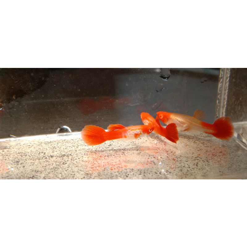 ikan Guppy Albino SS koi gen red ear (1 jantan 1 betina)