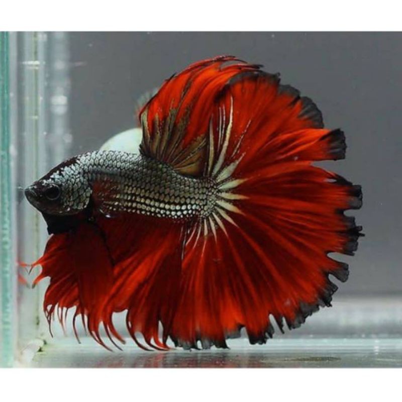 

ikan cupang hias halfmoon Rosetail