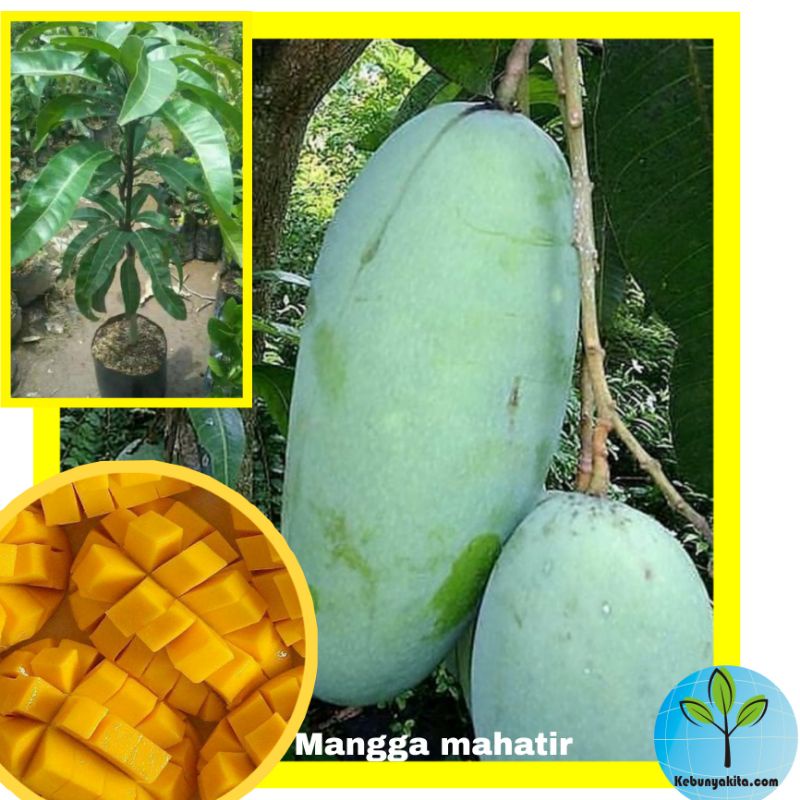Bibit mangga mahatir super jumbo / bibit mangga mahatir murah / bibit mangga jumbo / bibit mangga