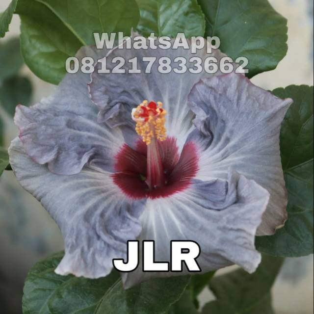 Tanaman hidup bunga langka Hibiscus Java Lavender Rain | tanaman hidup bunga sepatu impor langka