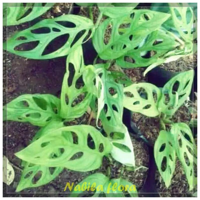 Promo!!! Tanaman hias monstera Obliqua-janda bolong murah