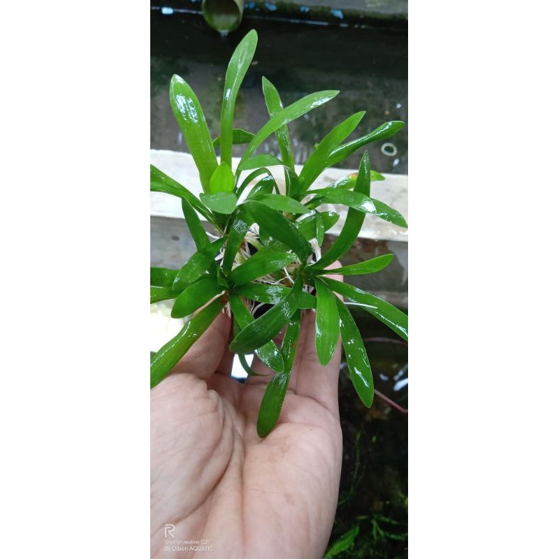 Plativila media wabikusa