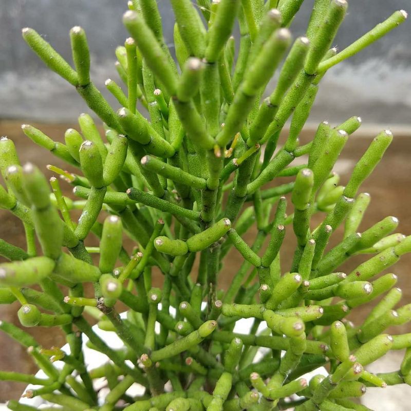 Tanaman Hias | Kaktus Tulang | RIMBUN