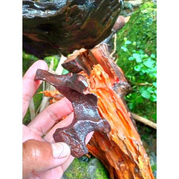 kayu rentek mini aquascape