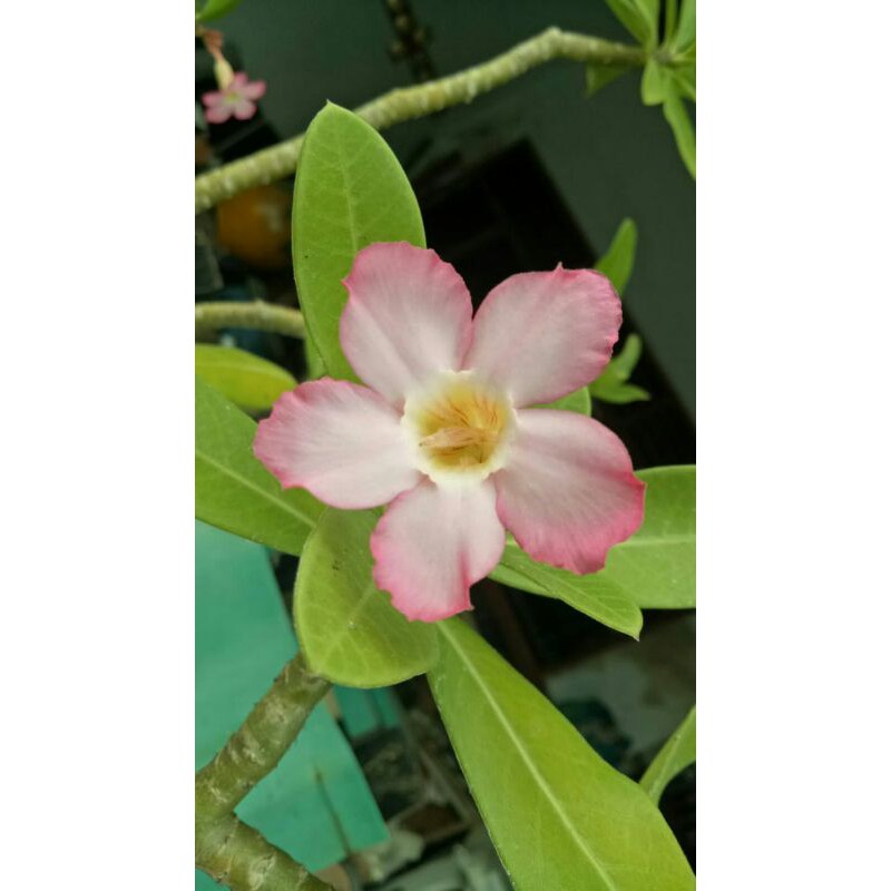 Biji Adenium Thai Socotranum (15 biji)