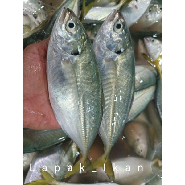 Jual Ikan Selar Kg Hasil Laut Segar Dan Bergaransi Shopee Indonesia