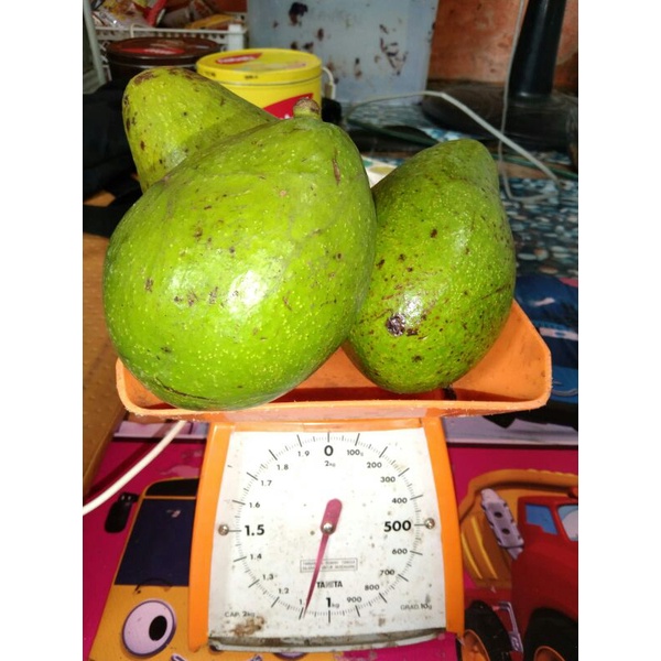 

Alpukat Mentega JUMBO (2,3,4) BACA DESKRIPSI