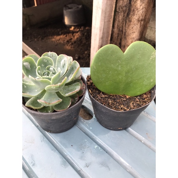 tanaman hias kaktus dan skulen hidup paket hoya rendrop