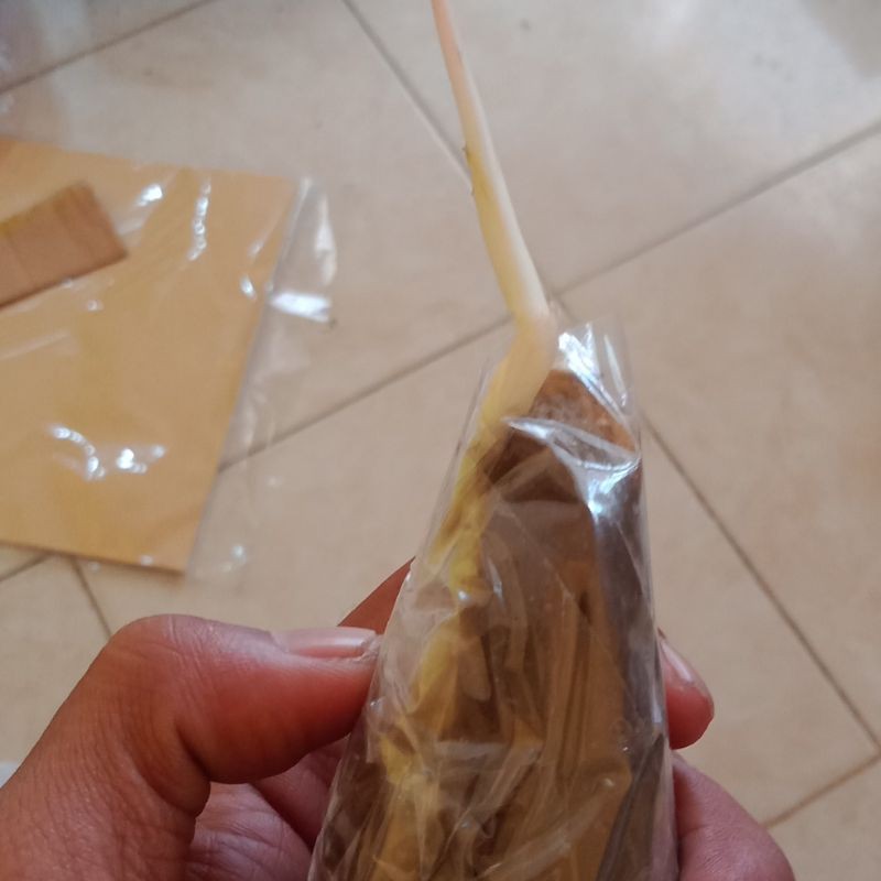 bonggolan aglonema tricolor