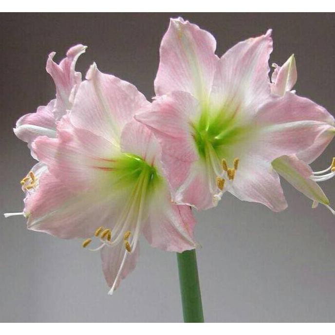 Benih Bibit / Umbi Bunga Amarilis Putih / White Ameryllis $_$