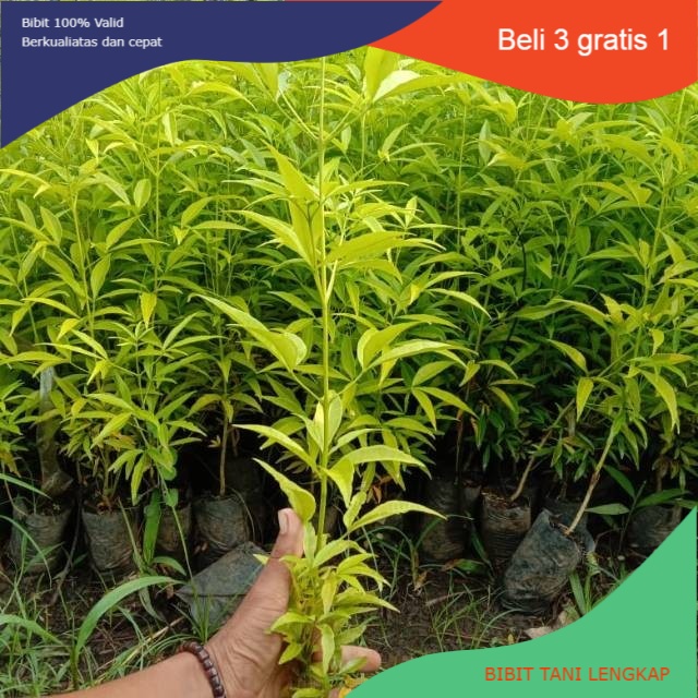 bibit kayu cendana floress