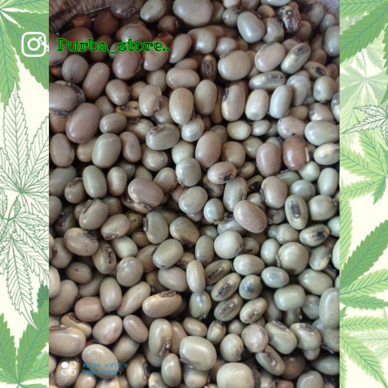 

kacang/benih mucuna bracteata MB silver/susu ready kemasan 500g barang langka