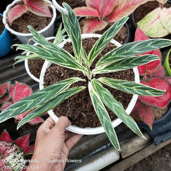 AGLAONEMA BAMBU LOKAL