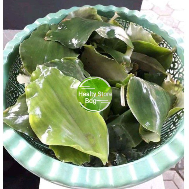 

Daun kencur atau cikur segar 100 gram