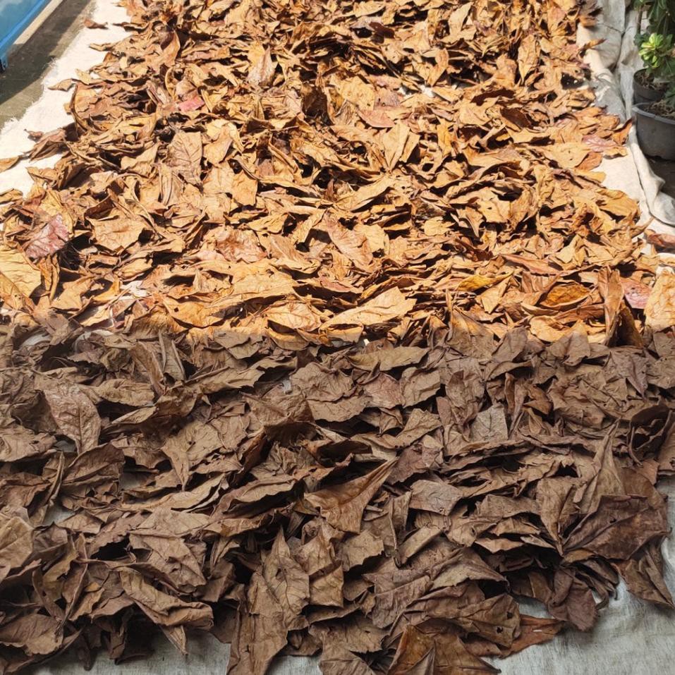 

SPESIAL DISKON Daun Ketapang Laut 100 Gram sudah diolah