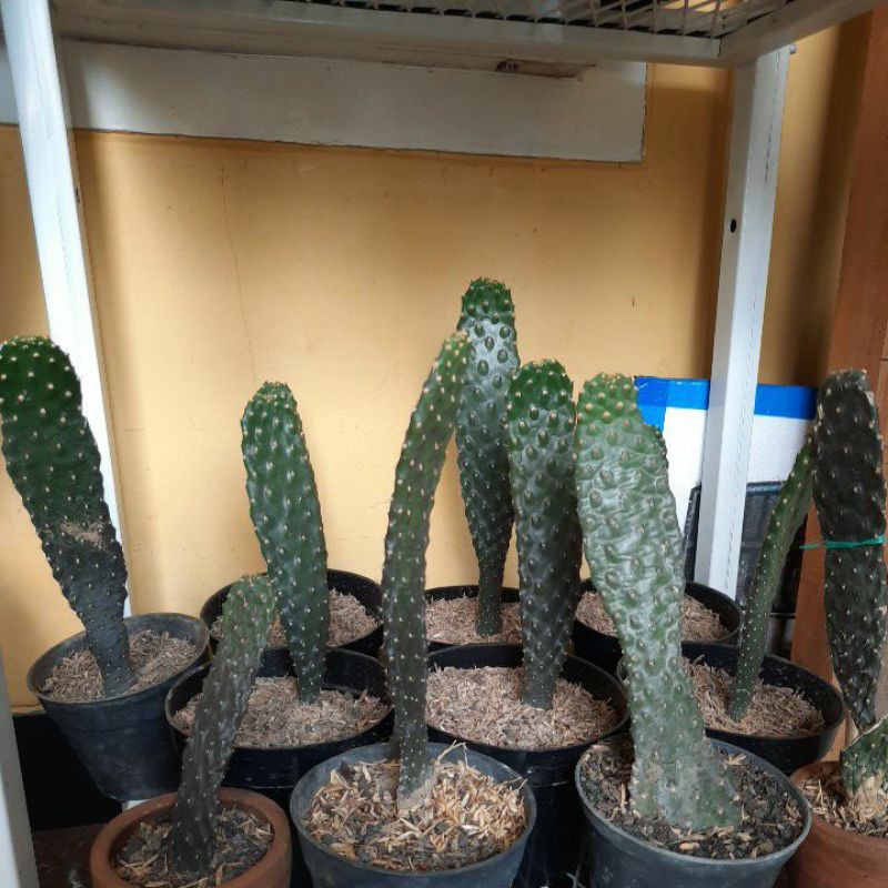 opuntia consolea dr biji