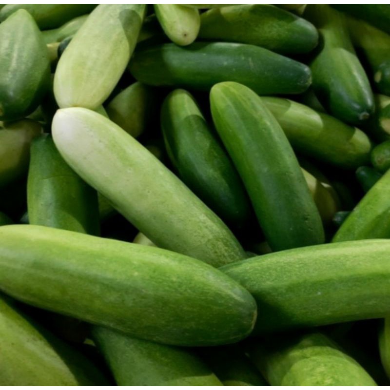 

timun sayur/timun lalap 500 gram