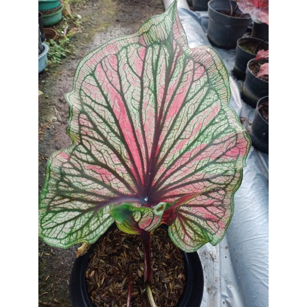 Tanaman hias bunga Keladi Thailand series/Bibit Keladi hias daun ganda dan tunggal/bibit Keladi hibr