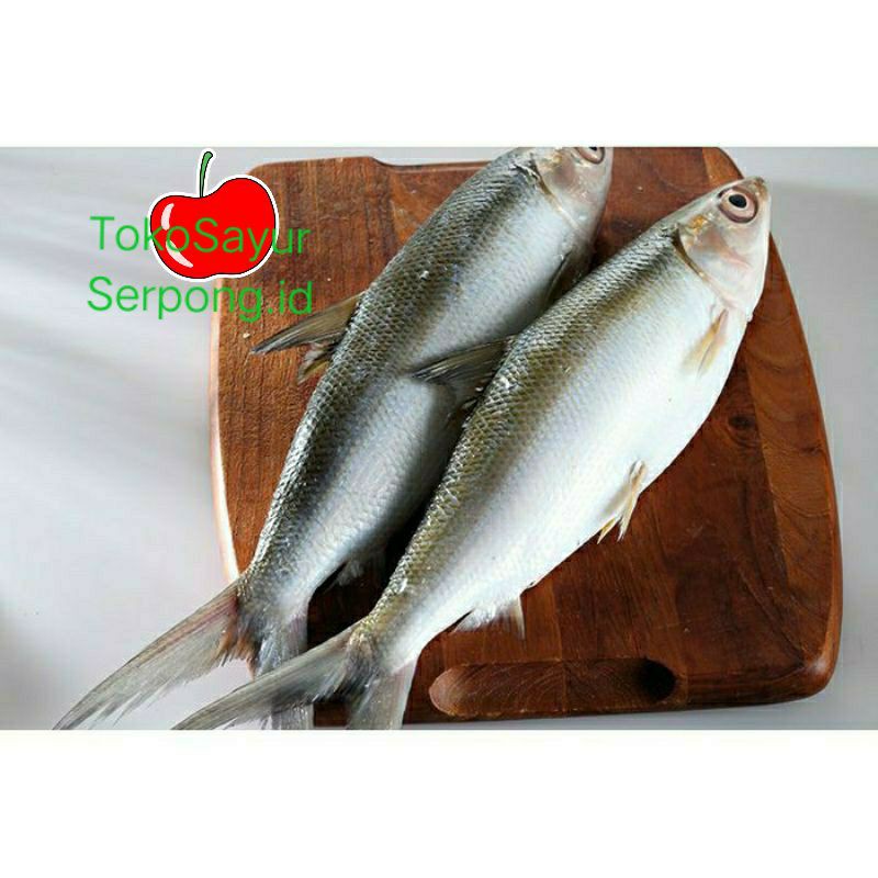 

IKAN BANDENG SEGAR SIZE BESAR 1KG