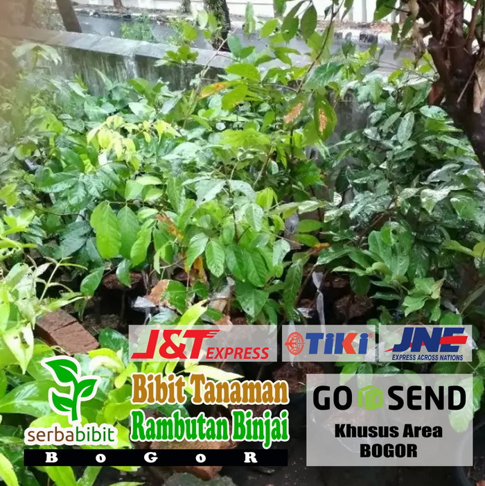 Bibit Rambutan Binjai - Pohon Rambutan Binjai