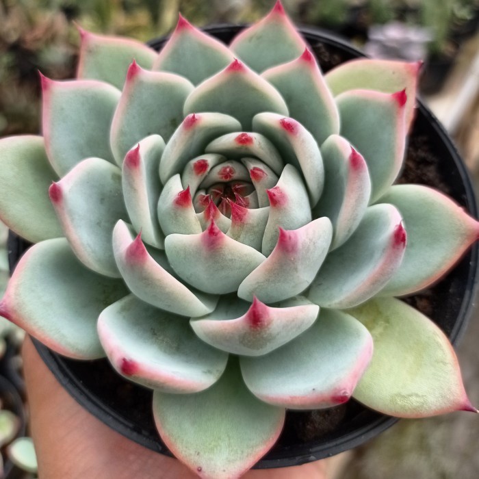 echeveria chihuahuaensis sukulen