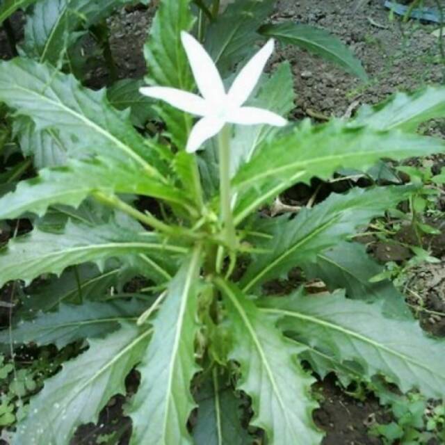 TANAMAN HERBAL OBAT HEBAL TETES MATA  KITOLOD