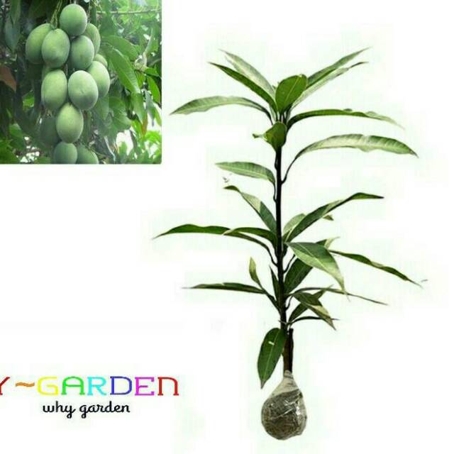 Bibit Mangga Manalagi Situbondo