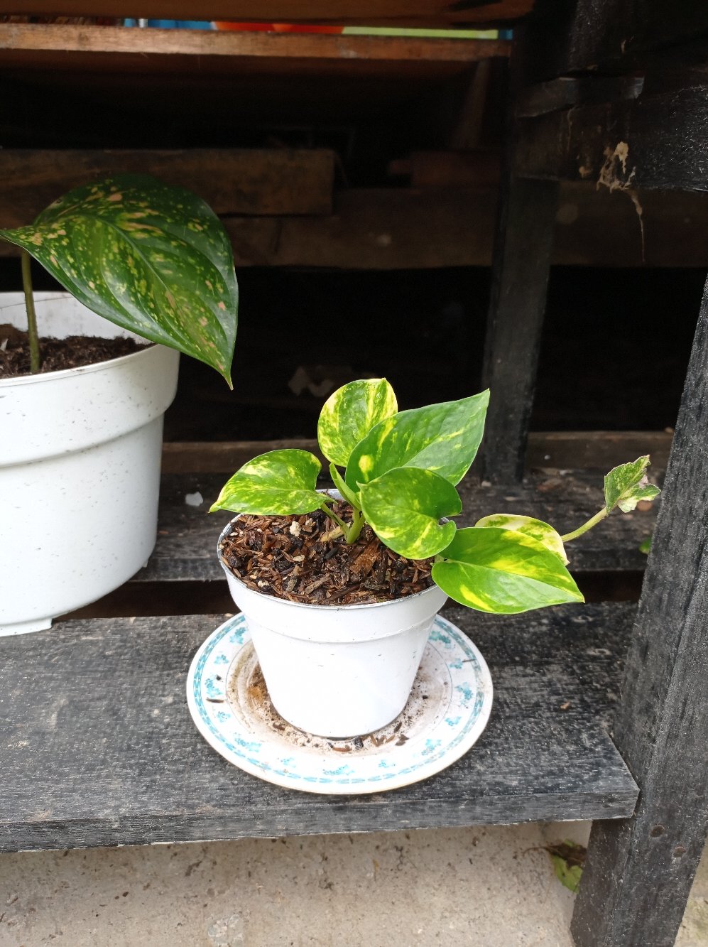 Tanaman Hias Sirih Gading Varigata