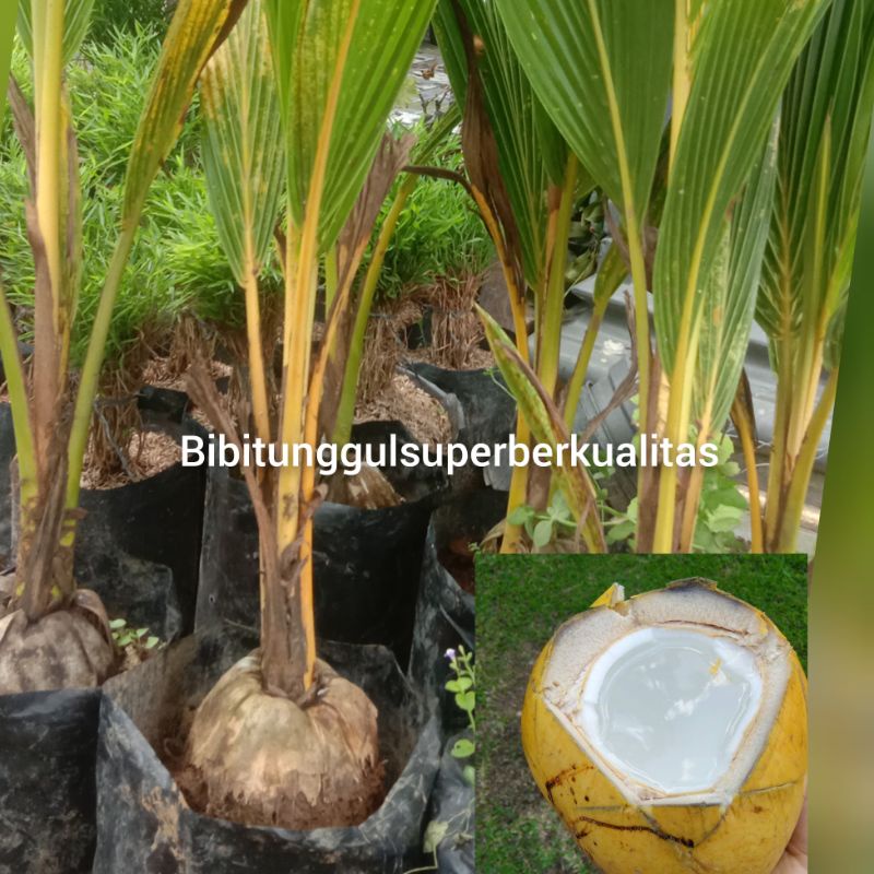 3 Bibit Kelapa Gading Kuning Berbuah pendek
