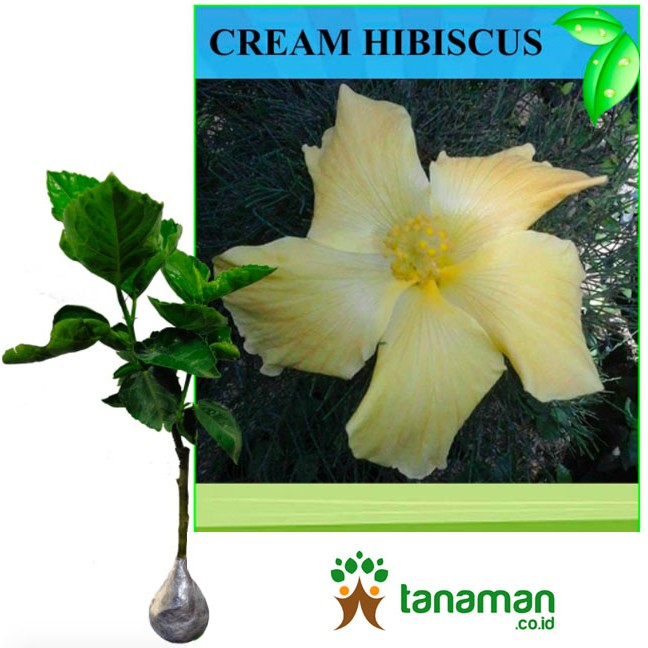 Bibit Bunga Tanaman Hibiscus Cream