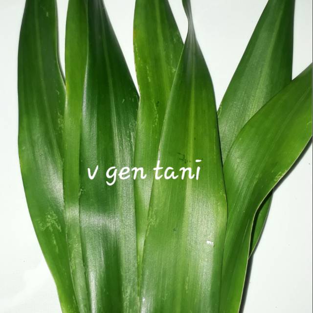 

Obat Herbal Daun Pandan Betawi