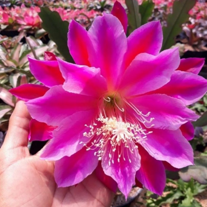 Tanaman hias wijaya kusuma california dream-bibit wijaya kusuma-bunga