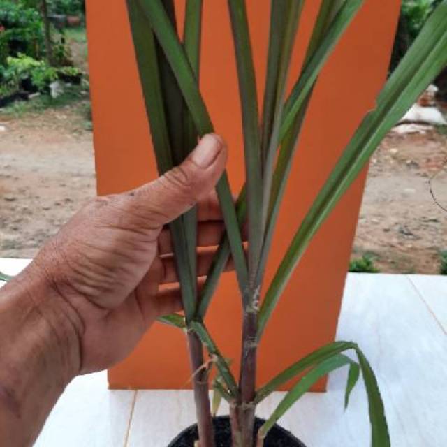 Bibit pohon tebu hitam tebu ireng siap tanam