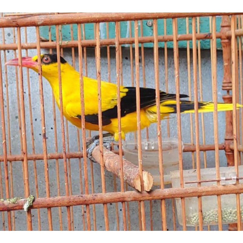 kepodang mas sumbawa rawatan