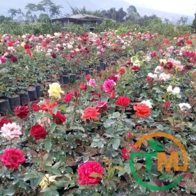 Benih Bibit Tanaman Hias Bunga Mawar Shopee Indonesia