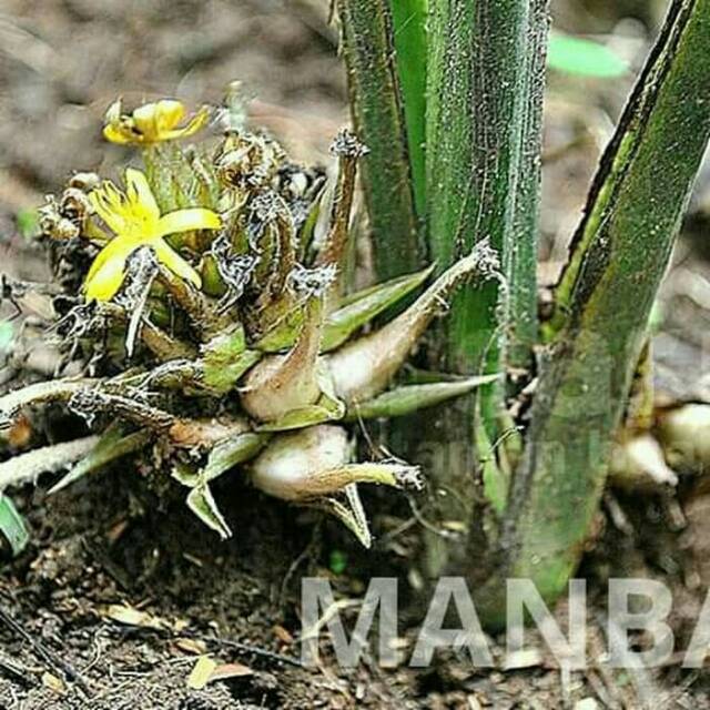 

buah marasi buah memanipulasi rasa manis