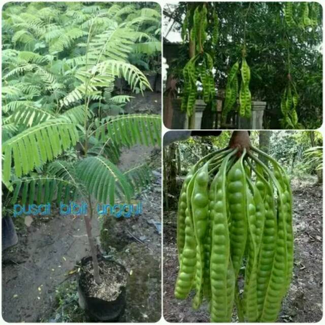 Bibit petai hibrida super