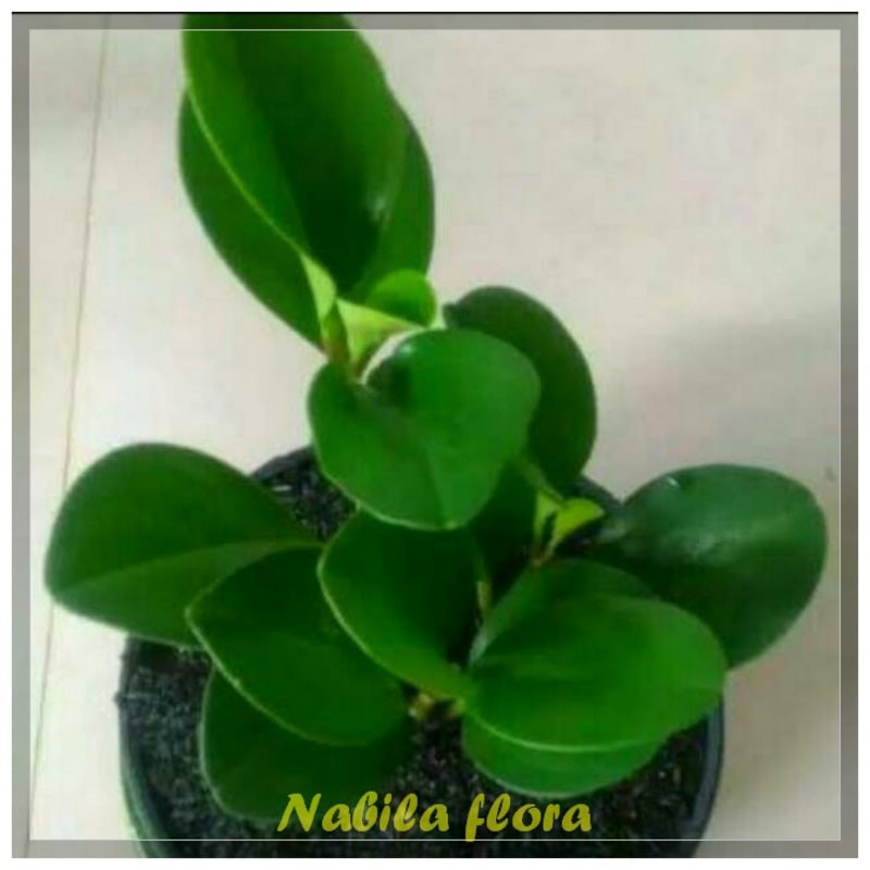 Tanaman hias jade plant ijo peperomia hijau murah