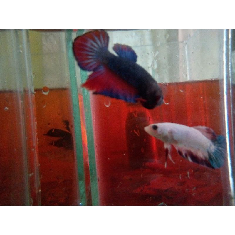 PAKET IKAN CUPANG BESGEL 1 PASANG LINE AVATAR/KOI/FANCY/FCCP RANDOM