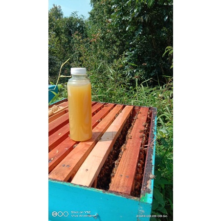 

madu nektar kaliandr