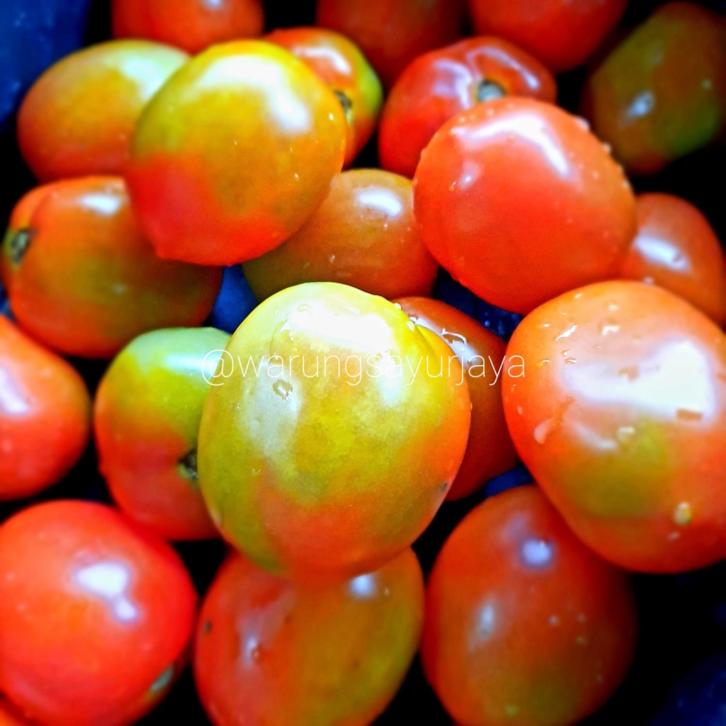 

Tomat Merah Segar harga pasar