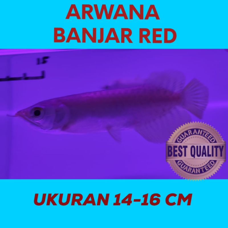 Arwana Banjar Red - 16 cm